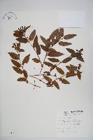 藏品(阿里山忍冬、漸尖葉忍冬)的圖片