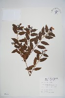 藏品(阿里山忍冬、漸尖葉忍冬)的圖片