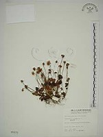 藏品(梅花草)的圖片