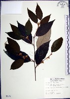 藏品(紅皮、葉下白、赤仔尾)的圖片