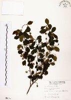 藏品(烏皮九芎、奮起湖野茉莉)的圖片