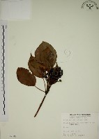 藏品(昆欄樹)的圖片