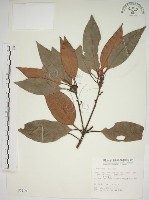 藏品(金新木薑子)的圖片