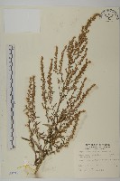 藏品(野艾蒿)的圖片