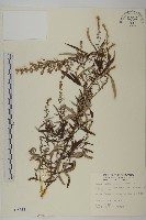 藏品(野艾蒿)的圖片