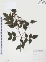 藏品(野鴉椿)的圖片