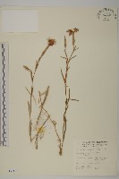 藏品(玉山石竹)的圖片