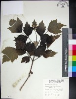 藏品(台灣牡丹藤、台灣草牡丹)的圖片