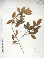 藏品(飛龍掌血)的圖片