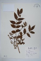 藏品(毛漆樹)的圖片