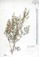 藏品(彎果黃菫)的圖片