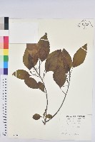 藏品(白臼)的圖片