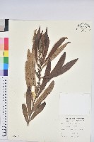 藏品(水楊梅、水柳仔)的圖片