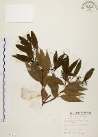 藏品(山肉桂、台灣肉桂)的圖片