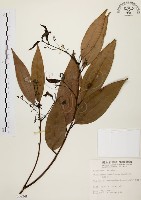 藏品(土肉桂)的圖片