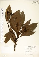 藏品(大葉楠)的圖片