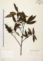 藏品(山胡椒)的圖片