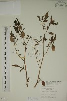 藏品(燈籠草)的圖片