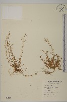 藏品(無心菜、鵝不食草)的圖片