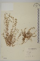 藏品(無心菜、鵝不食草)的圖片