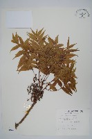 藏品(黃連木、爛心木)的圖片