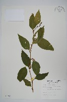 藏品(多子漿果莧)的圖片