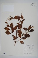 藏品(酸藤)的圖片