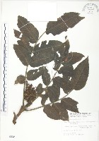 藏品(羅氏鹽膚木)的圖片