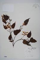 藏品(大屯尖葉槭, 川上氏槭)的圖片