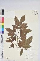 藏品(南燭)的圖片