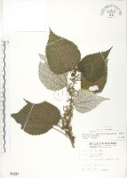 藏品(青苧麻)的圖片