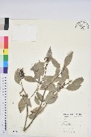 藏品(圓果青剛櫟)的圖片