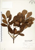 藏品(恆春楨楠)的圖片