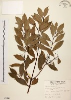 藏品(山肉桂、台灣肉桂)的圖片