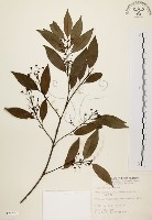 藏品(山肉桂、台灣肉桂)的圖片
