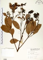 藏品(海南厚殼桂、土楠)的圖片