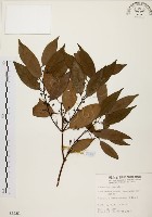 藏品(山肉桂、台灣肉桂)的圖片