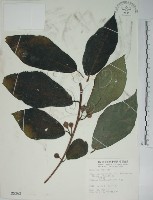 藏品(牛乳榕)的圖片