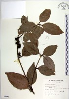 藏品(蘭嶼新木薑子)的圖片