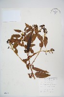 藏品(阿里山忍冬、漸尖葉忍冬)的圖片