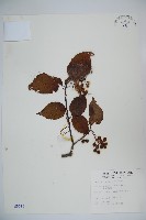 藏品(樺葉莢迷、玉山莢迷)的圖片