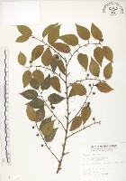 藏品(石朴)的圖片