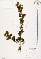 藏品(烏皮九芎、奮起湖野茉莉)的圖片