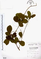 藏品(灰木)的圖片