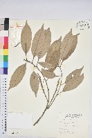 藏品(子彈石櫟、柯)的圖片