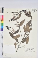 藏品(單刺儲)的圖片