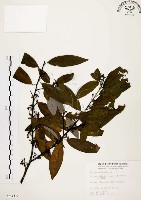 藏品(山胡椒)的圖片