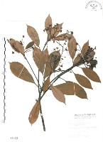 藏品(豬腳楠)的圖片