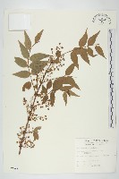 藏品(臺灣馬桑)的圖片