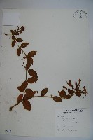 藏品(忍冬、金銀花)的圖片